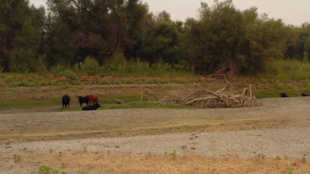Kurumuş Orlando Buttes Lakebed Yakınlarında Otlayan Sığırların Hava Manzarası Büyük — Stok video