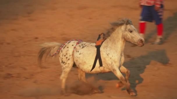 Bílý Kůň Běží Poli Kopcích Mytologické Zvíře — Stock video