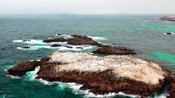 Rocky Island Ocean Many Black Pelicans Resting Monterey Bay California — Vídeo de stock