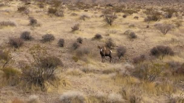 Bighorn Sheep Standing Alone Nevada Desert Natural Park Dry Arid — Vídeo de stock