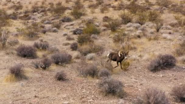 Bighorn Sheep Dry Arid Desert Nevada Drone Follow Wild Animal — Vídeo de stock