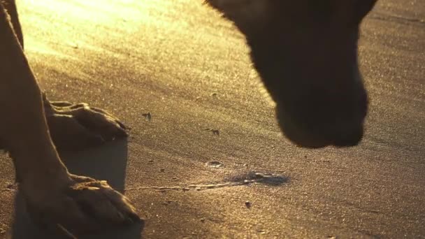 Palla Tenis Una Spiaggia Sabbiosa Raccolta Cane — Video Stock