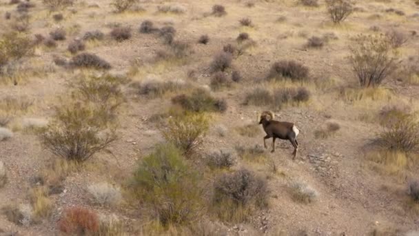 Bighorn Juhok Vad Juhok Légi Kilátás Egyedül Sétálni Természetes Távoli — Stock videók