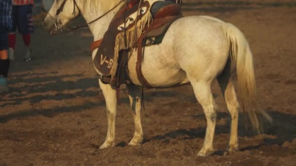 Man Whit Sits Astride White Horse Field Shooting Beautiful Sunny — Stockvideo