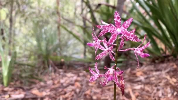 Lila Magenta Blomma Svajar Vinden Australien — Stockvideo