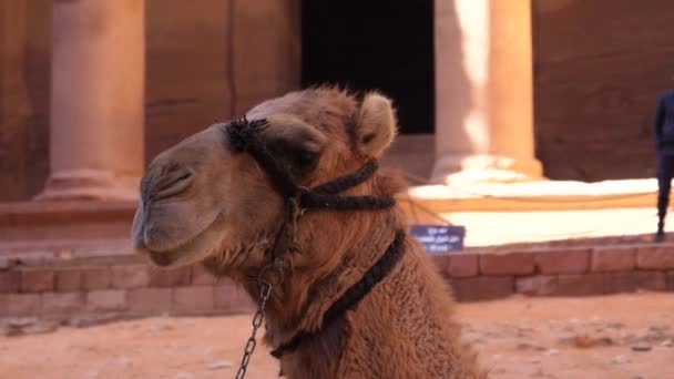 Dromedary Camel Head Close Expressive Traditional Desert Animal Petra Jordan — Stock Video