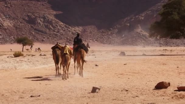 Dromedary Ready Guided Tour Famous Attraction Ruins Jordan Desert — Stock Video