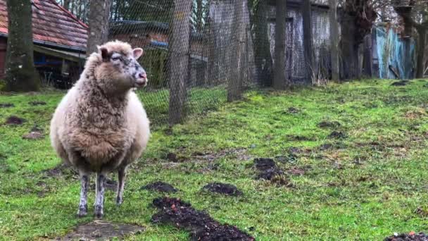 Овца Стоит Одиночестве Луже Жевательной Травы — стоковое видео