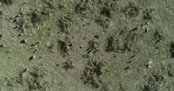 Soepel Fatsoenlijk Grote Groep Kangoeroes Open Graslanden Zonnebaden Grazen — Stockvideo