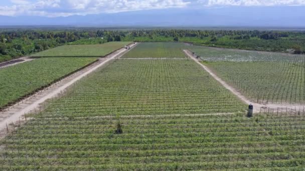 Drone Shot Fly Grape Vineyard Binnen Bergachtig Tropisch Plateau Gebied — Stockvideo