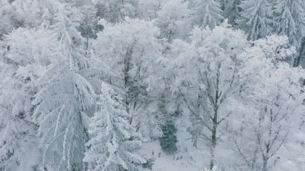 Bosque Blanco Con Árboles Cubiertos Nieve Durante Invierno Bois Jorat — Vídeo de stock