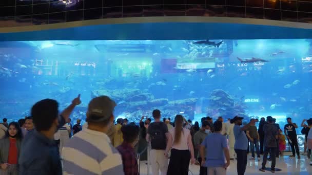 Escena Gente Admirando Tiburones Peces Acuario Dubai Estático — Vídeos de Stock