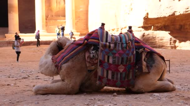 Camelo Adornado Descansando Sobre Rocha Cidade Antiga Património Mundial Unesco — Vídeo de Stock