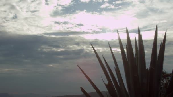 Waktu Matahari Terbit Antara Pegunungan Lembah Lembah Indah Tequila Jalisco — Stok Video