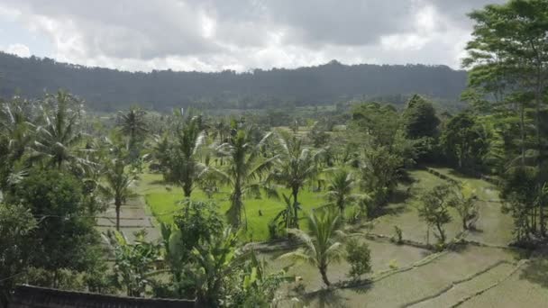 Uma Grande Dose Campos Arroz Terraços Bali Indonésia — Vídeo de Stock