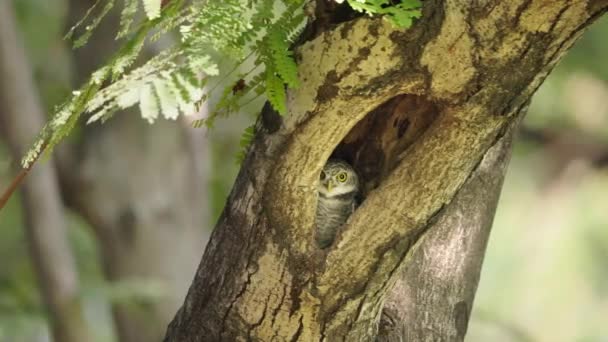 木の穴に隠されたフクロウが不思議なことに見えます — ストック動画