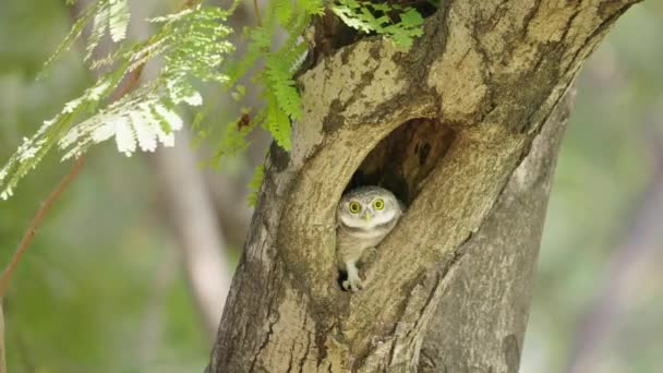 Φοβίζει Spotted Owlet Ματιά Έξω Από Φωλιά Του Στη Συνέχεια — Αρχείο Βίντεο