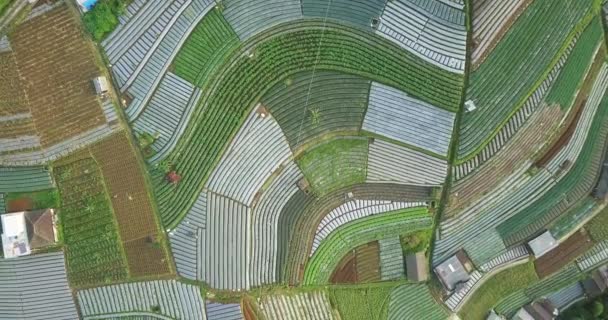 Aerial Flyover Beautiful Vegetable Plantation Different Colors Pattern Sunny Day — ストック動画