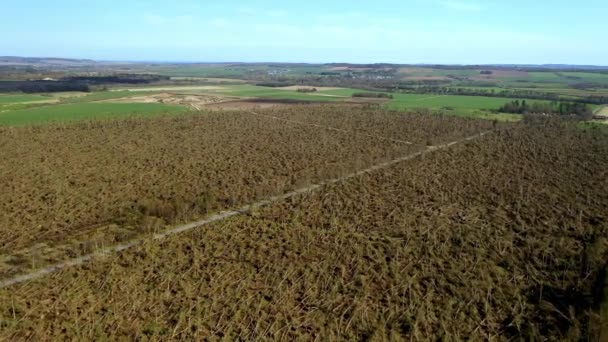 Sztorm Uszkodzeń Lasów Ściętych Drzew Burzy Arwen Edzell Północnym Wschodzie — Wideo stockowe