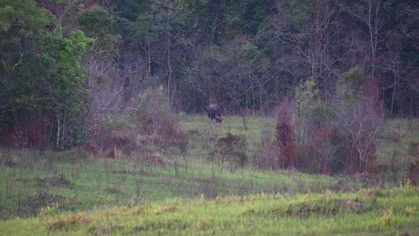 Individuo Medio Ocupado Comiendo Hierba Antes Que Caiga Noche Gaur — Vídeos de Stock