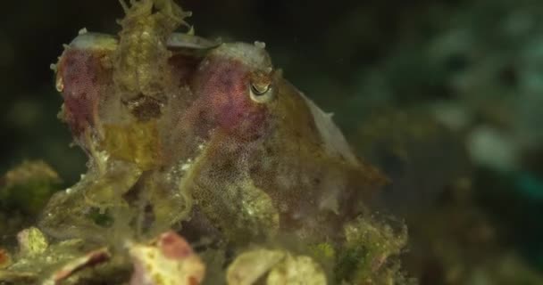 Bebek Mürekkep Balığı Görünüm — Stok video