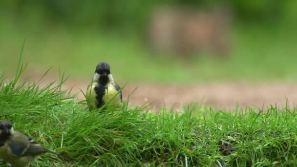 Focus Pull Puffy Great Tit Rabbit Eating Grass Lush Green — стоковое видео