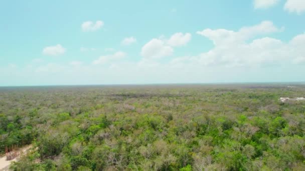 Tulum Mexico Drone Luchtfoto Van Weelderige Groene Jungle Regenwoud Bomen — Stockvideo