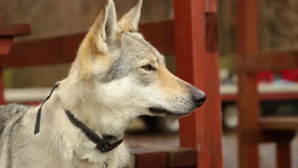 Εξελιγμένη Wolf Closeup Πορτρέτο Σκυλί Leash Majestic Κυνόδοντες Αξιολάτρευτο Λευκό — Αρχείο Βίντεο