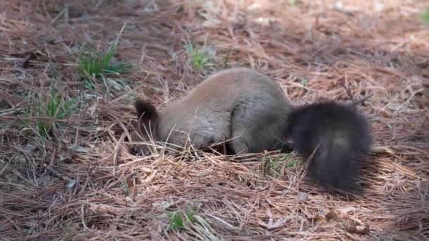 Ardilla Gris Euroasiática Sciurus Vulgaris Comiendo Piñón Bosque Otoñal Yangjae — Vídeo de stock