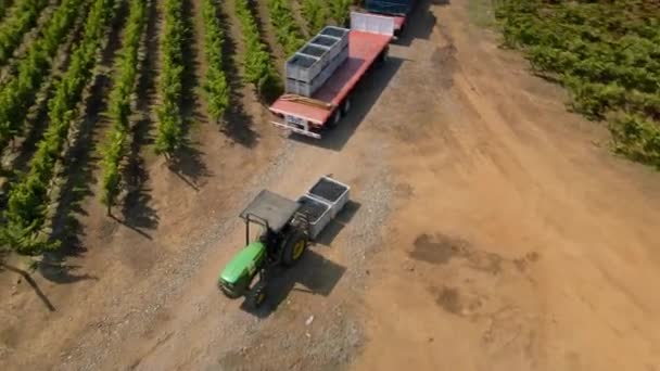 智利莱达谷地 一架绿色拖拉机在空中盘旋 在葡萄园里留下一个装满葡萄的垃圾桶 — 图库视频影像
