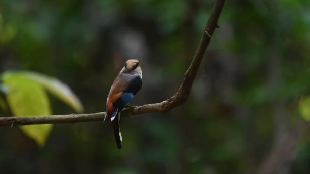 森の中のつるの上にその背中から見た後 離れて飛ぶ 銀胸ブロードビル Serilophusの休暇 Kaeng Kraha国立公園 — ストック動画