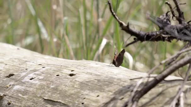 モナーク蝶は森の中の死んだ木の幹に座って飛び去る — ストック動画