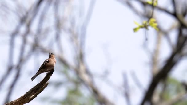 Finch Canta Parte Superior Una Rama Luego Vuela — Vídeos de Stock