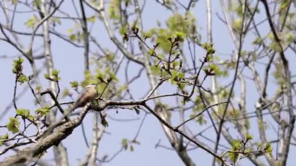 Nuthech Śpiewa Wysoko Drzewie Wiatrem Poruszającym Się Przez Gałęzie — Wideo stockowe