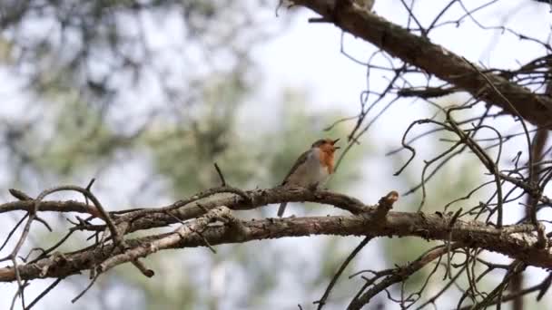 European Red Robin Singing Branch Spring Time — Video