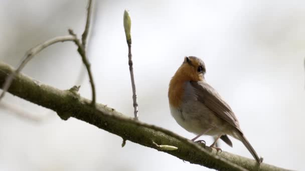 European Red Robin Sings Branch Springtime — Stockvideo
