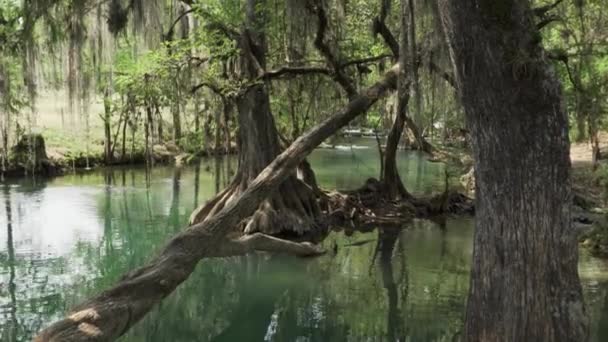 Crystal Clear Water Trees Trampoline River — Vídeos de Stock