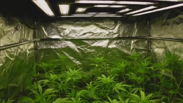 Unga Cannabisplantor Femte Veckan Början Blomningsfasen Ljuskälla Överst Och Tält — Stockvideo