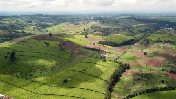 Kenyan Célèbre Plantation Thé Haute Qualité Belle Vue Aérienne Panoramique — Video