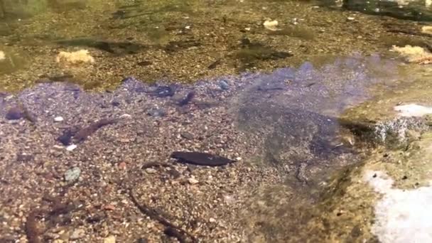 Shallow Rocky Waters Full Stones Pebbles Little Fish Swimming — Vídeo de stock