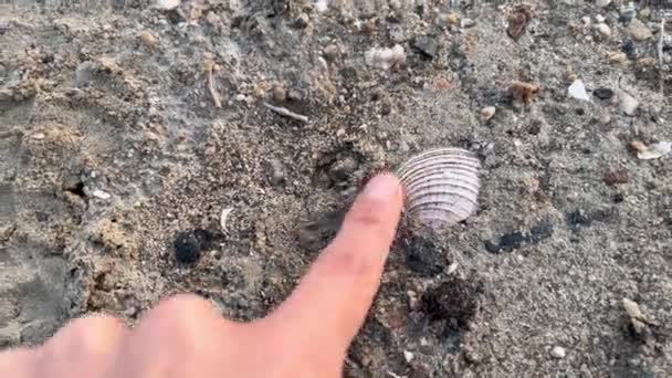 挖掘出埋在沙子里的破碎的贝壳 — 图库视频影像