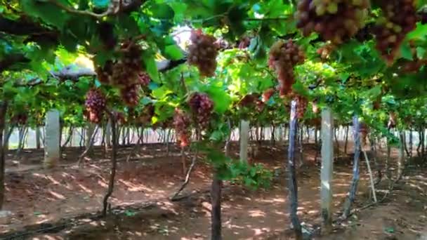 Dojrzałe Grona Ciemnych Winogron Polu Uprawnym Widok Bliska — Wideo stockowe