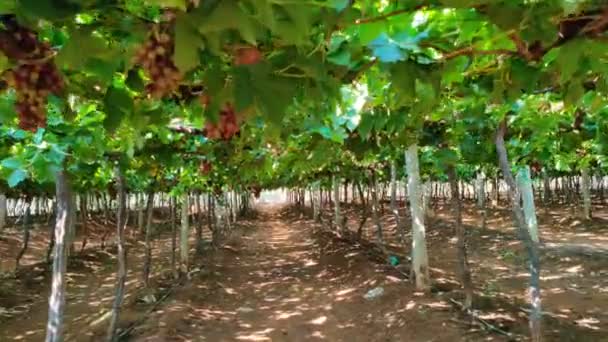 走在一片成熟的黑葡萄丛中 近距离观察农田 — 图库视频影像