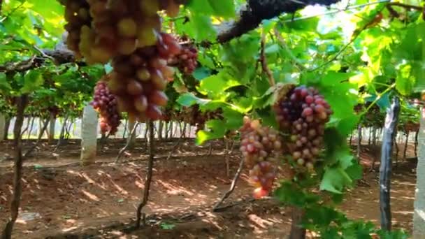 农田近景下的一丛丛成熟的黑葡萄 — 图库视频影像