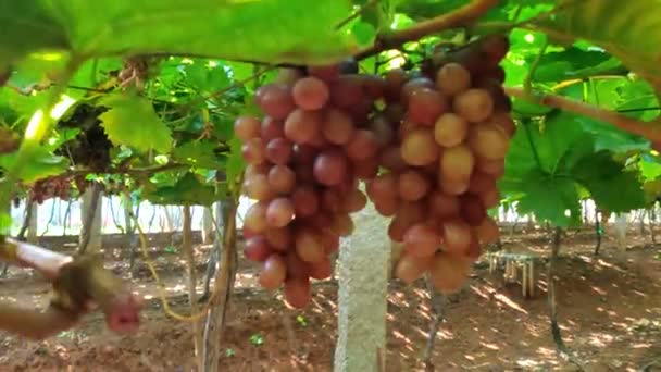 准备收获的新鲜无种子葡萄的特写镜头 — 图库视频影像