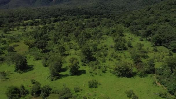 Widok Powietrza Bujną Dzicz Brazylijskiej Sawannie Jej Naturalnym Stanie — Wideo stockowe