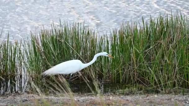 Great White Egret Rychle Chňapat Jídle Florida — Stock video