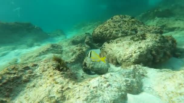 海鱼在海里的珊瑚礁上游来游去 — 图库视频影像