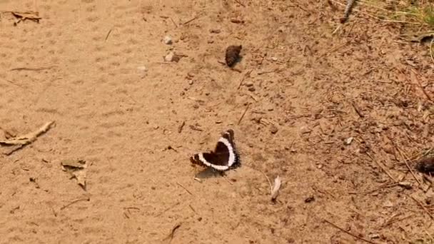 Black White Butterfly Απογείωση Και Πτήση Μακριά Από Dirt Πεζοπορία — Αρχείο Βίντεο
