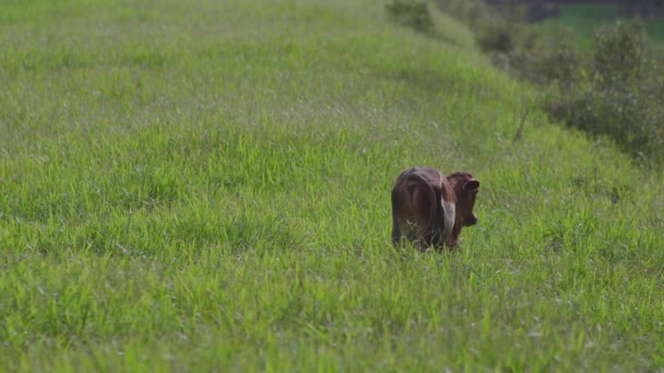 Vaca Hermoso Prado Vaca Pastando Campo Hierba Verde Ganado Mirando — Vídeos de Stock